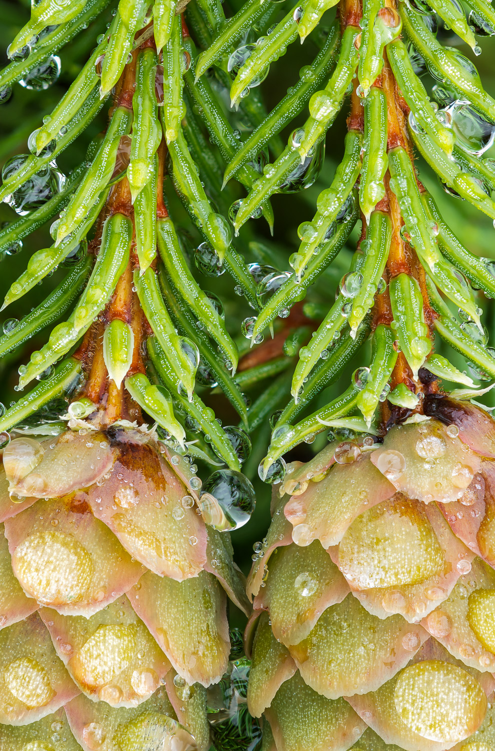 Raindrops adorn needles and cones of a dwarf Norway Spruce (Picea abies 'Pusch').  This shrub is a cultivar which originated...