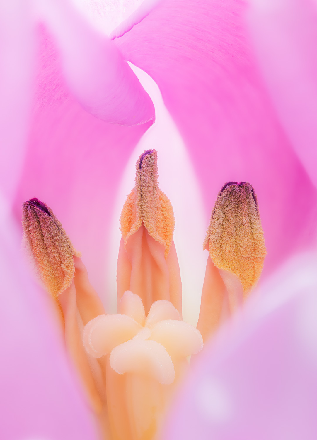 A close-up selective focus look at pollen-coated stamens and the pistil inside a backlit tulip. Image#1620