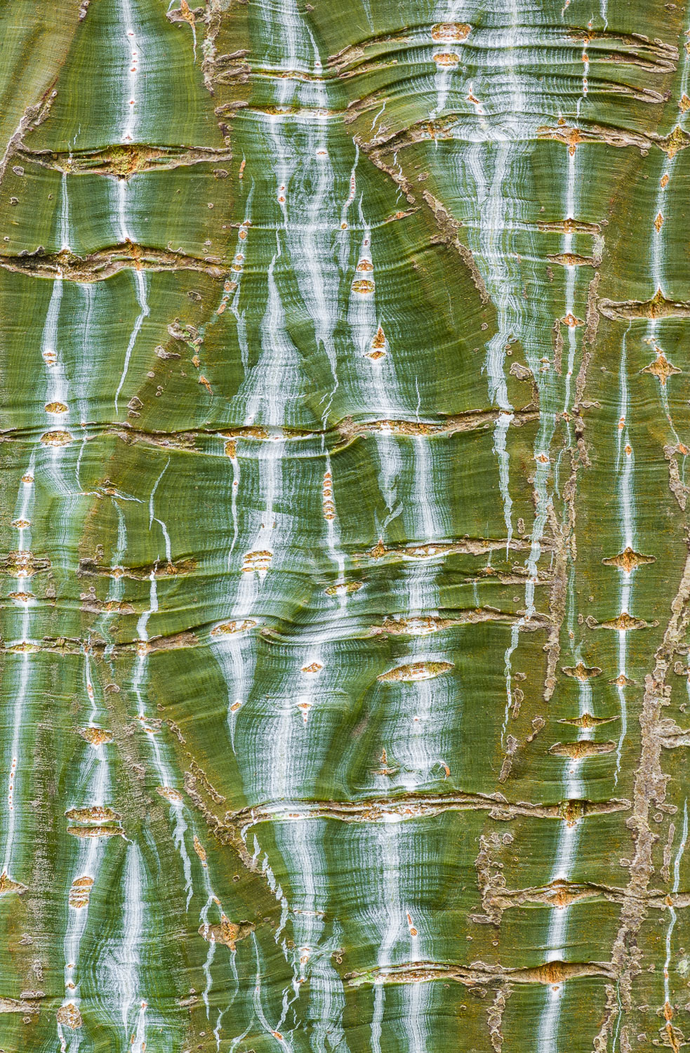 Snakebark Maple (Acer grosseri var. Hersii) tree bark, close up.  The tree is native to China. Image #171