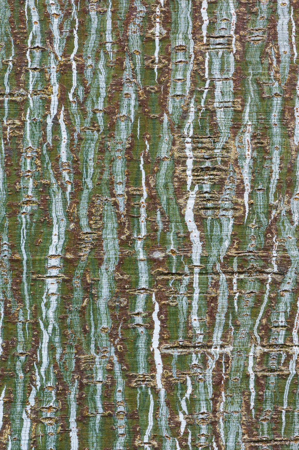 Moosewood (Acer pensylvanicum) tree bark; the only striped bark maple native to America. Image #174