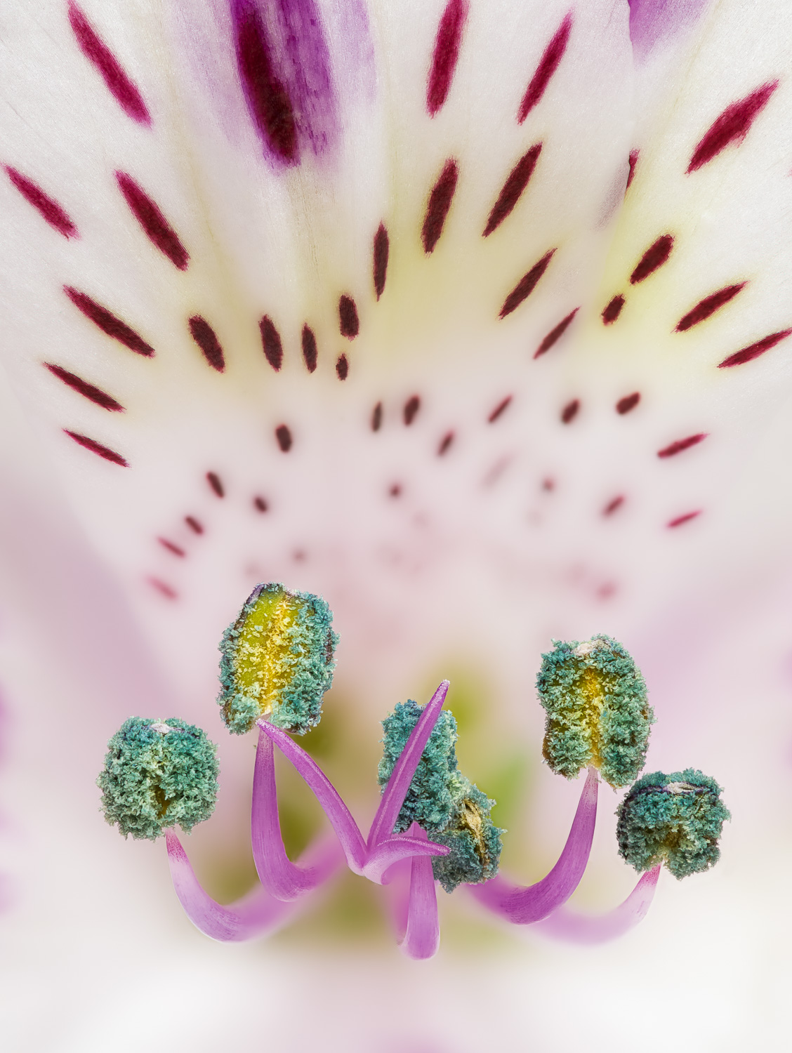 Macrophotograph of an Alstroemeria blossom. Also known as the Peruvian lily, it is a perennial native to South America.  Also...