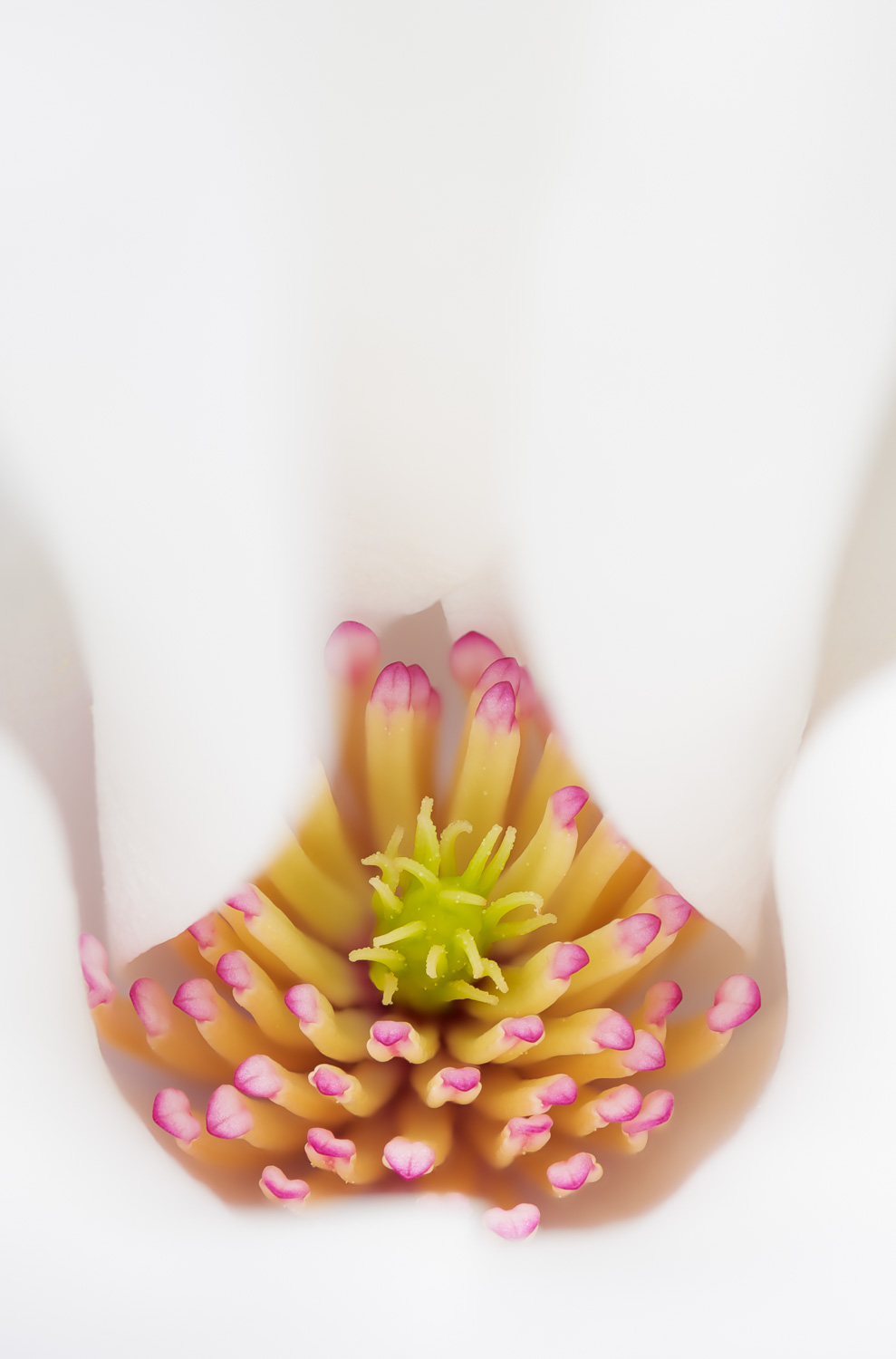 A look inside a magnolia blossom (Magnolia salicifolia) as it begins to unfurl in Spring; also known as the Willow-leafed or...