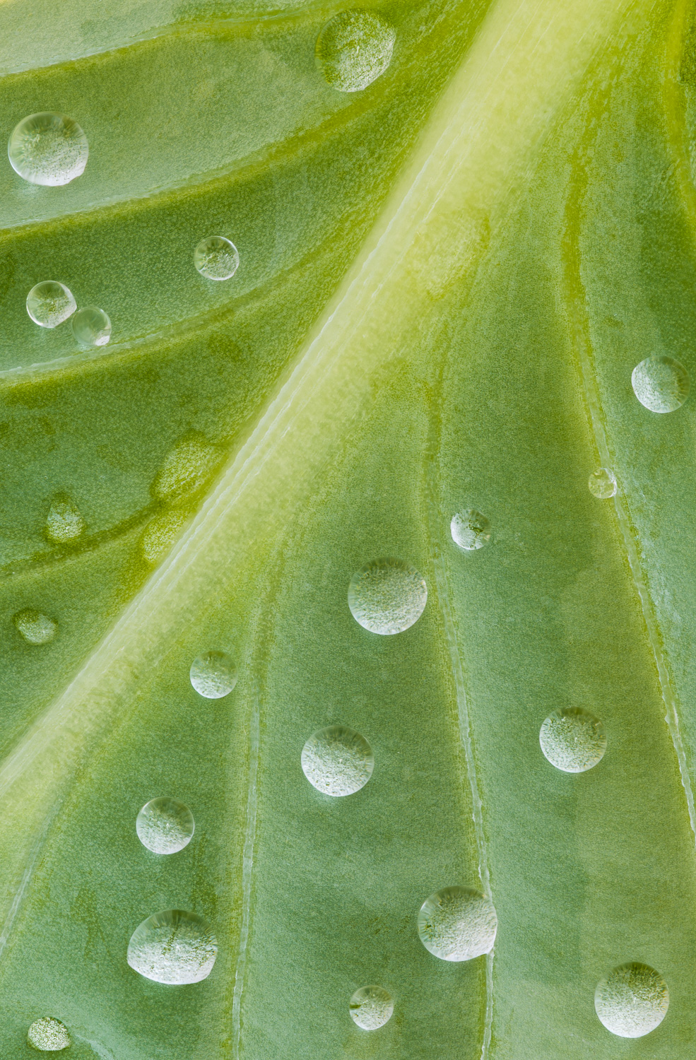 Water drops adorn the underside of the leaf of a Hosta plant, also known as a plantain lily.  The plant is native to China, Japan...