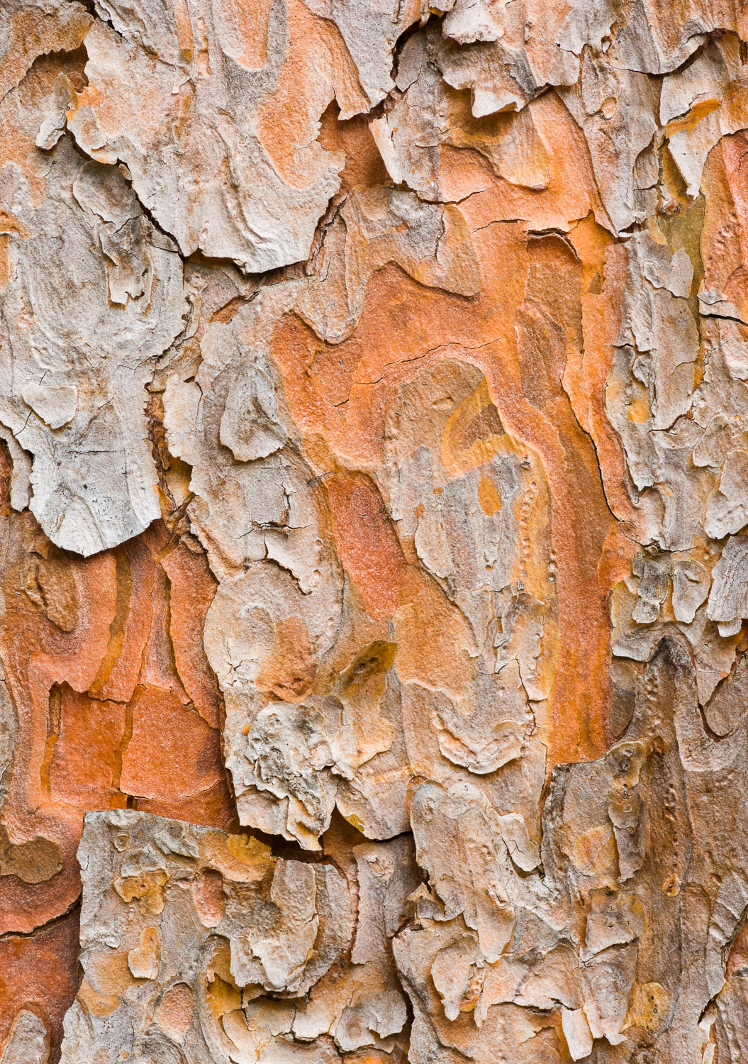 Japanese Red Pine (Pinus densiflora) tree bark textures; native to East Asia.  Image #200