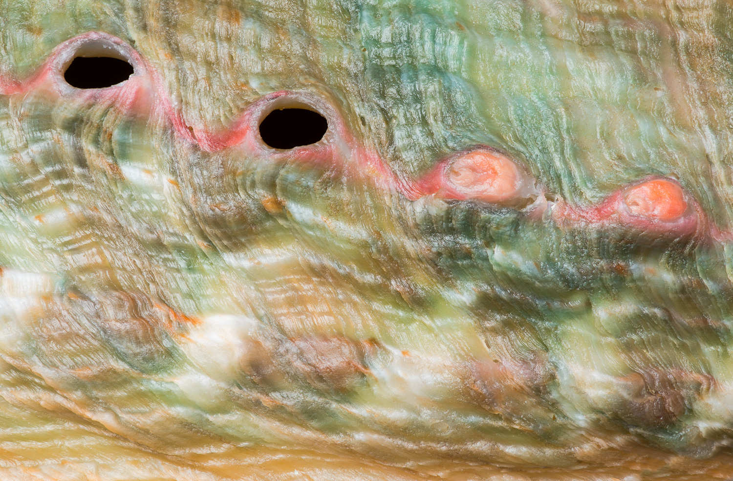 Macro photograph of the patterns and colors on the exterior surface of a Chino abalone shell (Haliotis assimilis). Image #2164...