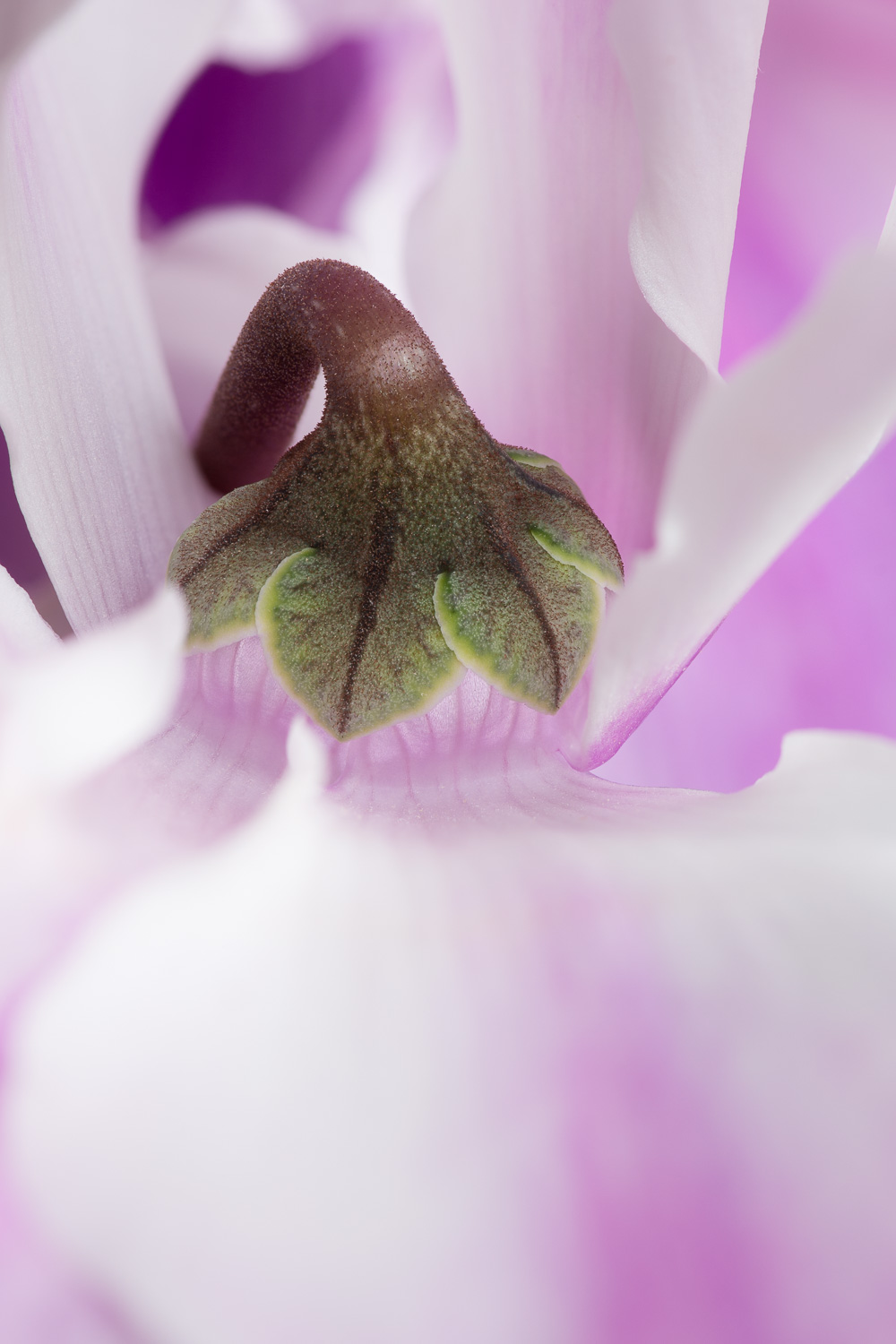 Macro photograph of a Cyclamen persicum flower with selective focus emphasis on the sepal. Image #2187