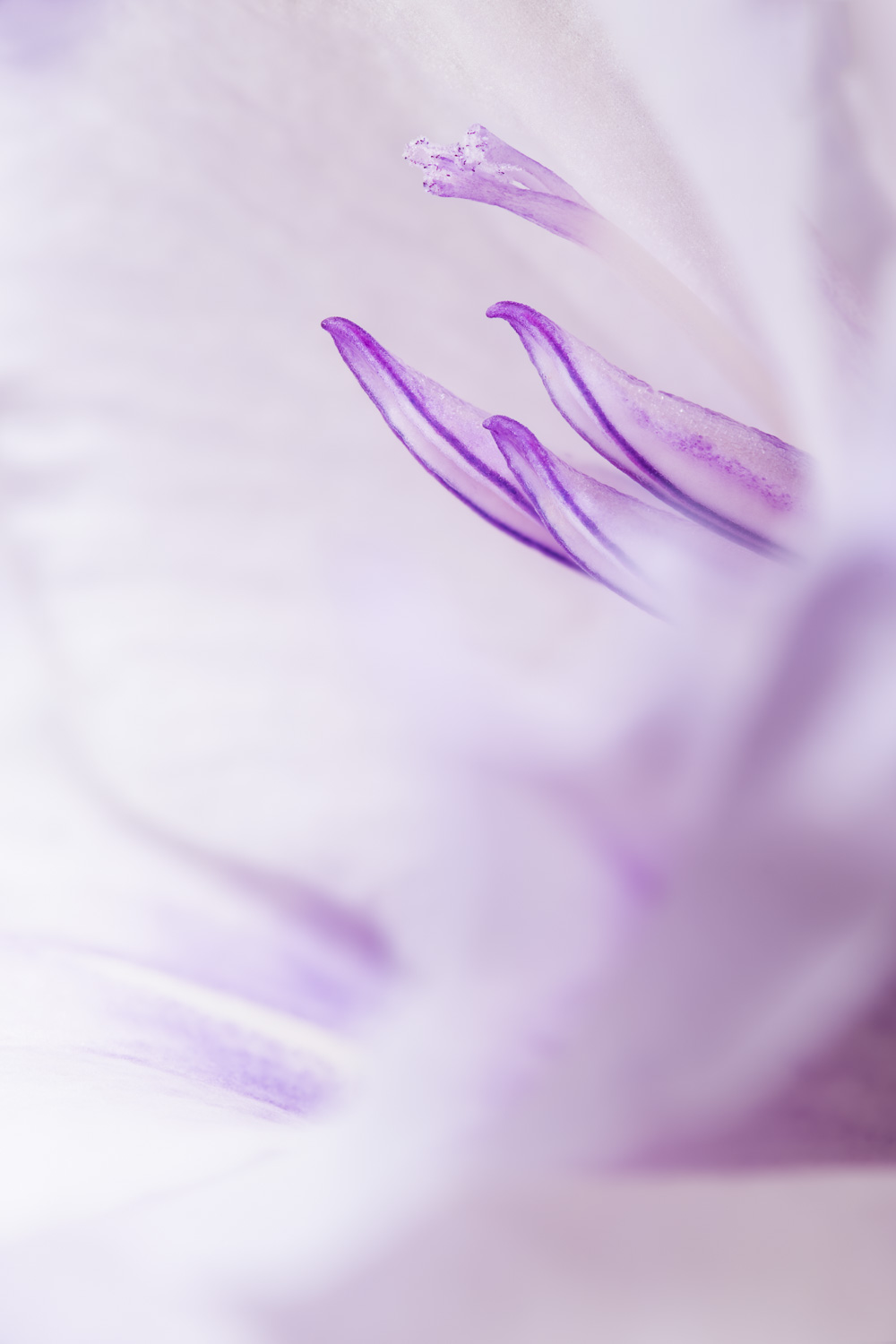 Selective focus macro photograph of the pistil and stamens of a gladiolus flower. Image #2210