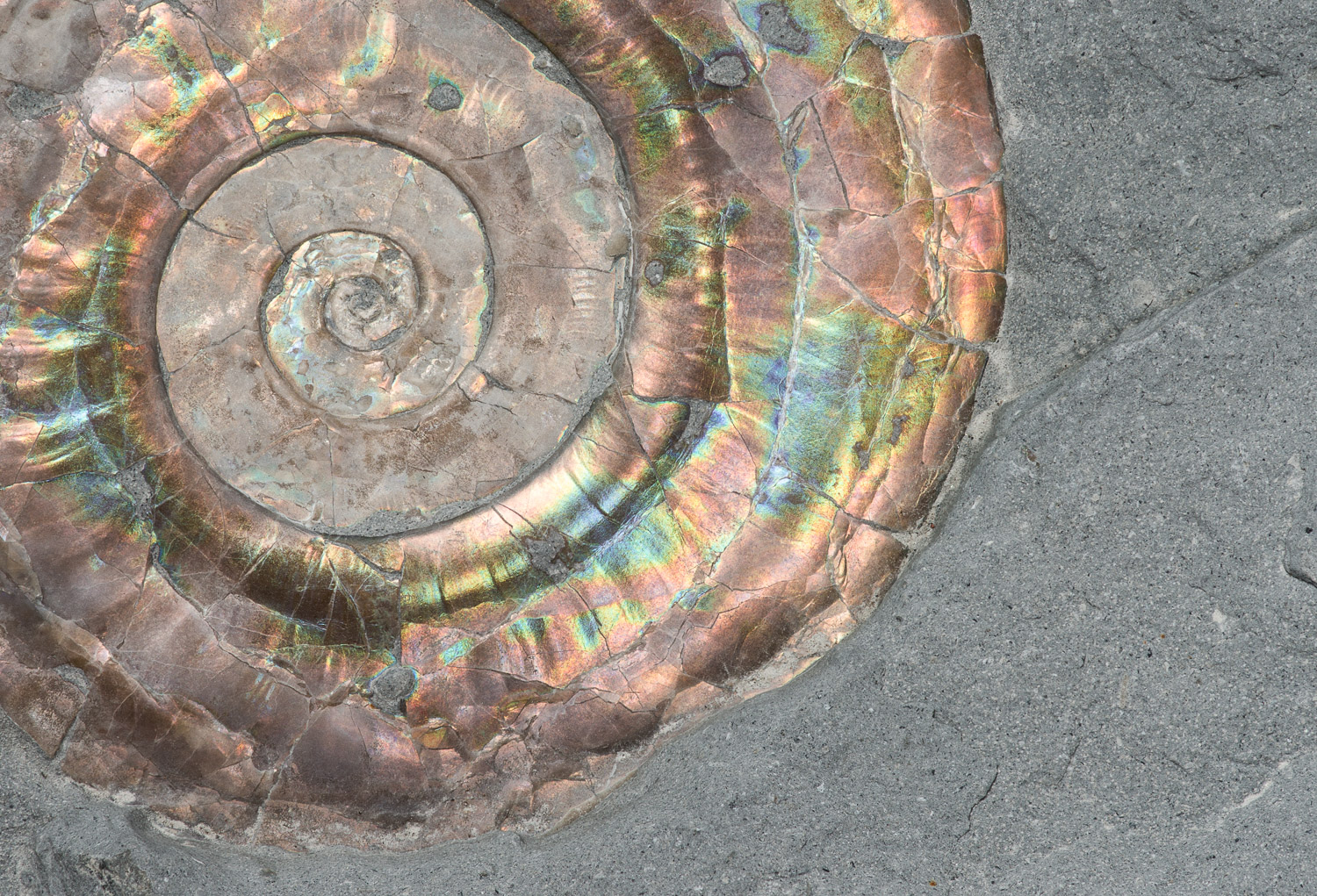 Iridescent shell of a Psiloceras planorbis ammonite fossil; Iridescence is the result of the geologic process of heat and pressure...