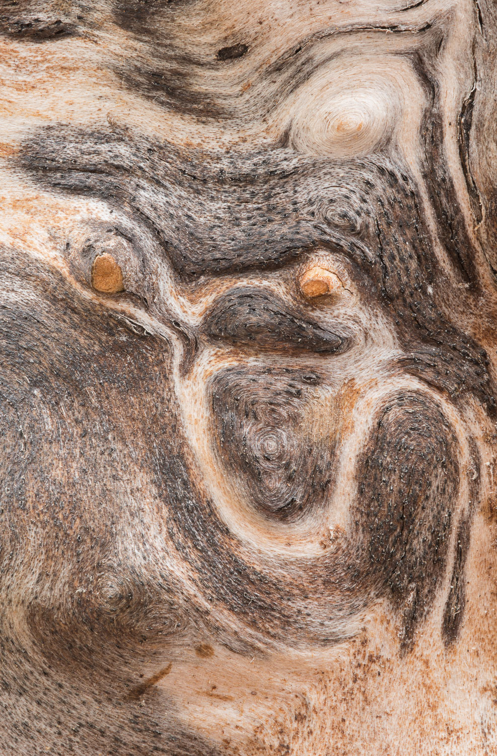 Close-up of the woodgrain patterns in a weathered apple tree log. Image #2951