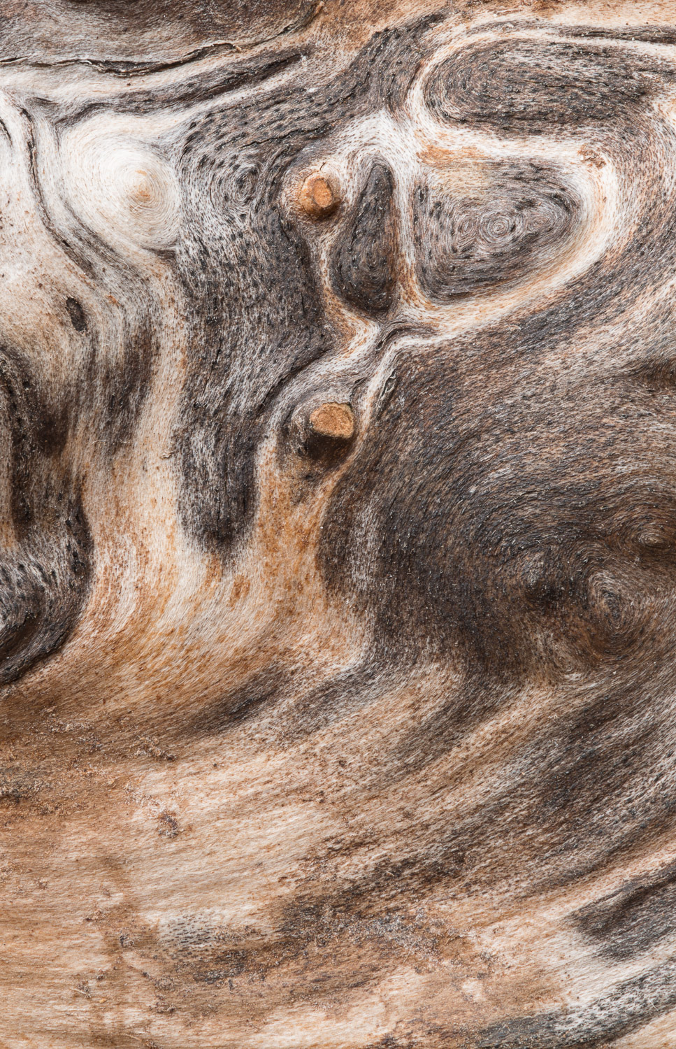 Close-up of the wood grain patterns in a weathered felled apple tree log. Image #2952