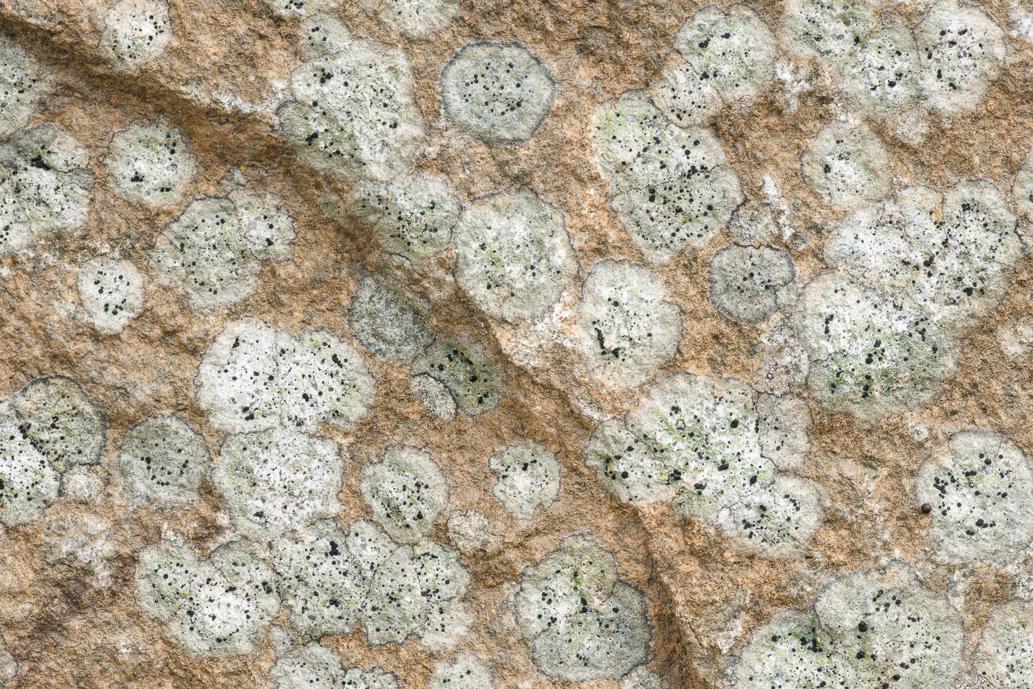 Close-up photograph of the circular patterns created by lichen growing on a rock. Image #3035