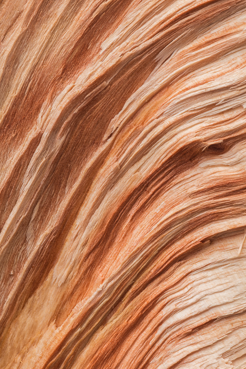 Macro photograph of textures in a split piece of firewood. Image #3067