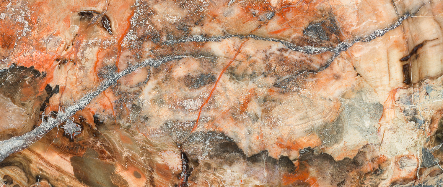 Stitched macro 'panoramic' of a  polished slab of petrified wood....a conifer (Araucaria) from the early Triassic age approx....