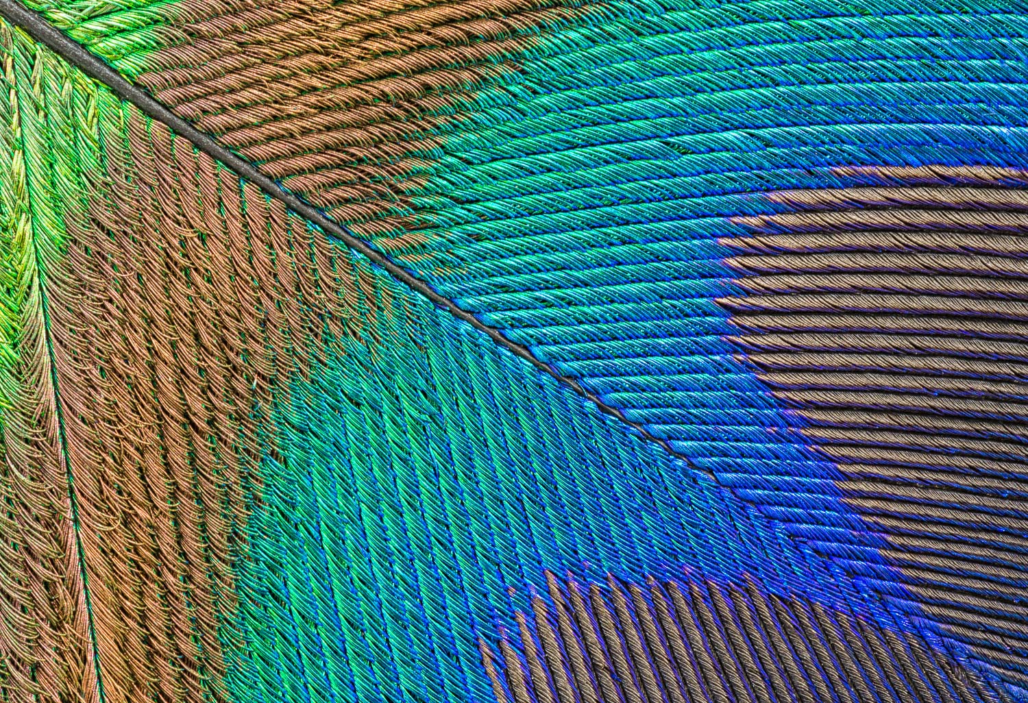 Macro photograph of a small colorful portion of a peacock tail feather. Image #3282