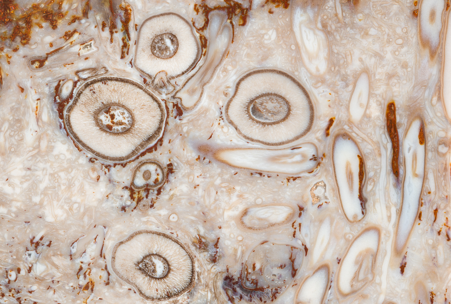 Macrophotograph of a palm root fossil showing its venous structure. Image #3730