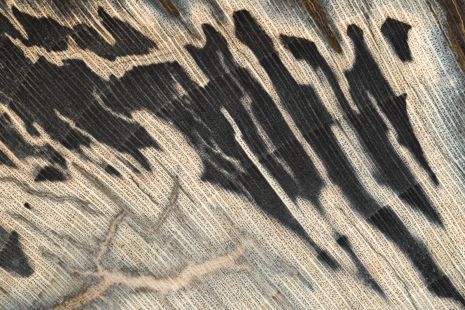 Close-up of the structural detail in a piece of fossilized wood from Sweet Home, Oregon. Image #3918