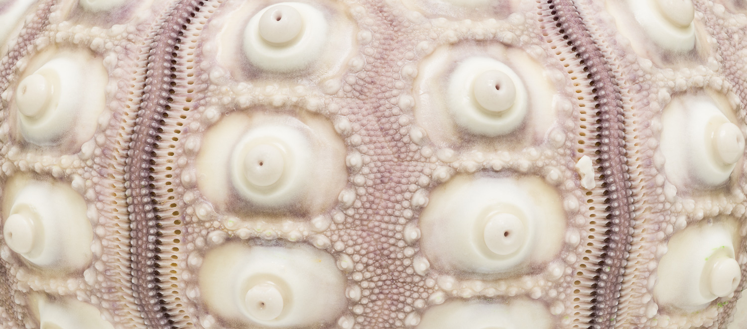 Close up 'panorama' of the repetitive patterns on the surface of a dried Sputnik sea urchin seashell. Image #4184