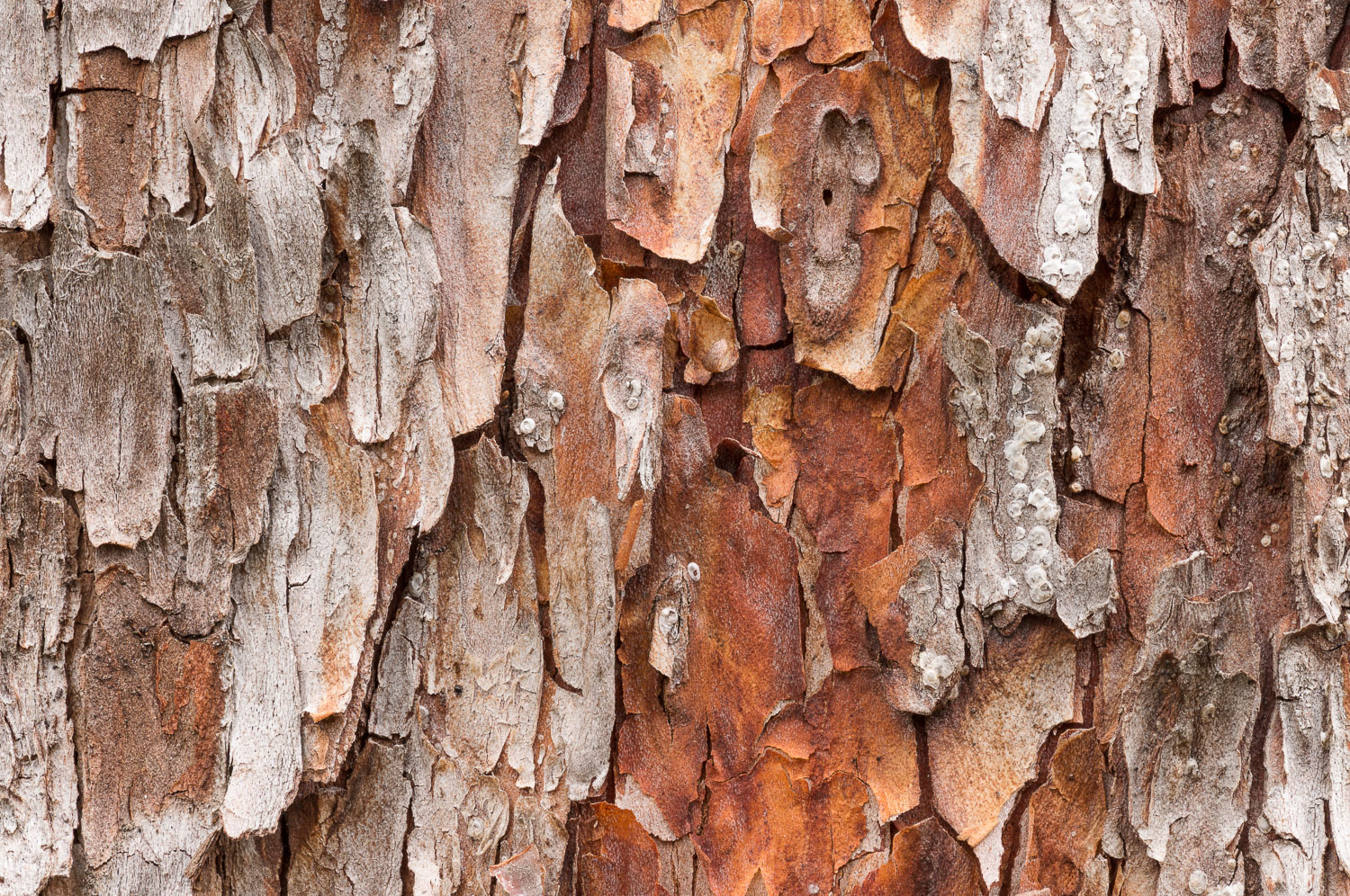 Close up of the textured bark of a Madrona tree. Image #4193