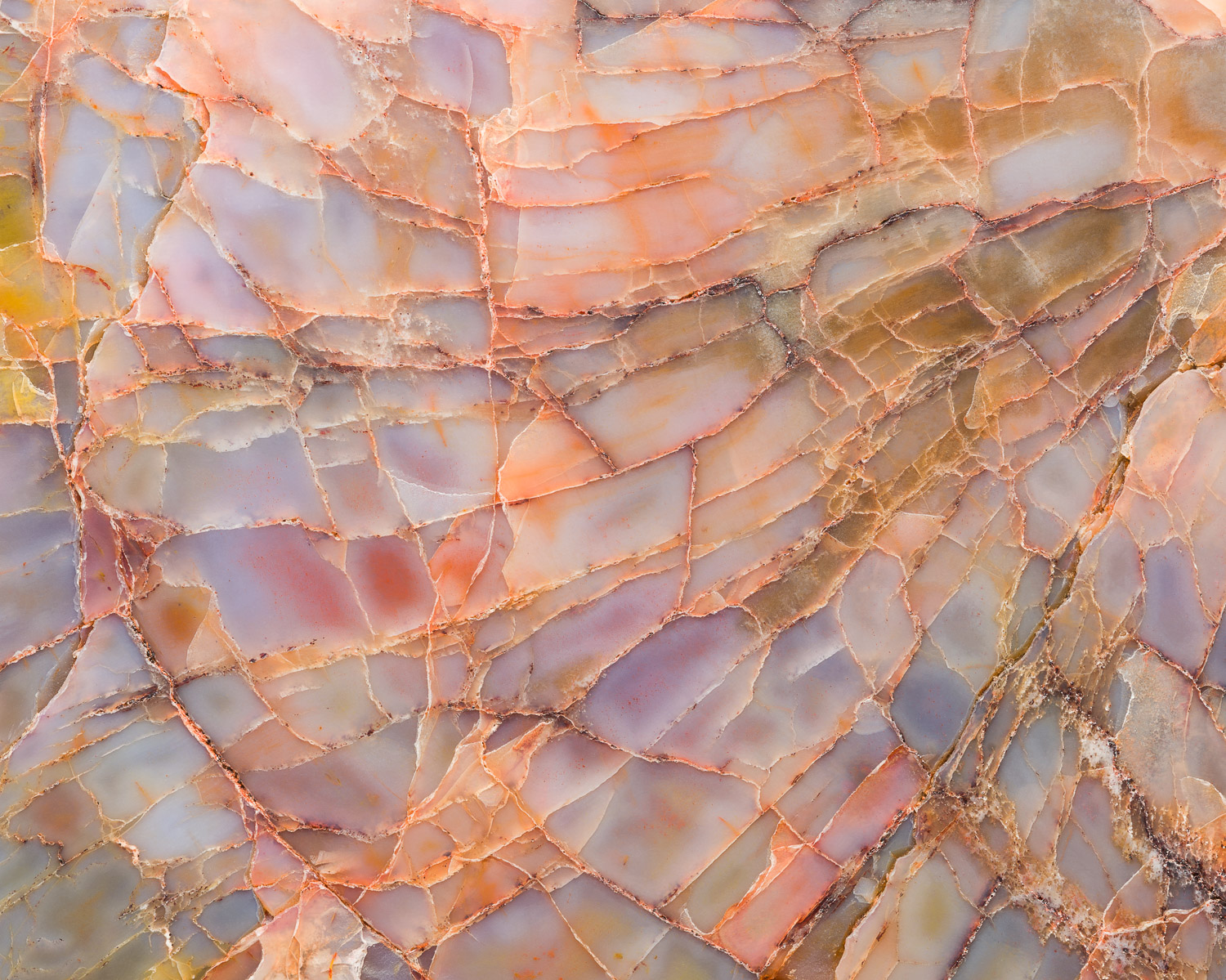 Closeup of the structural detail in a piece of colorful petrified wood from Arizona; Araucarioxylon arizonicum from the Chinle...