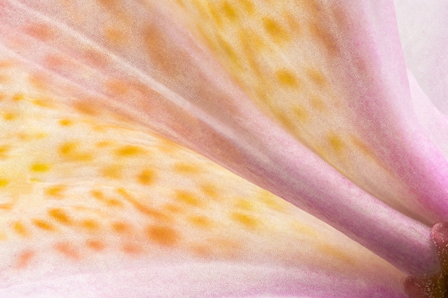 The backside or underside of a rhododendron blossom in Spring, macro Image #4260