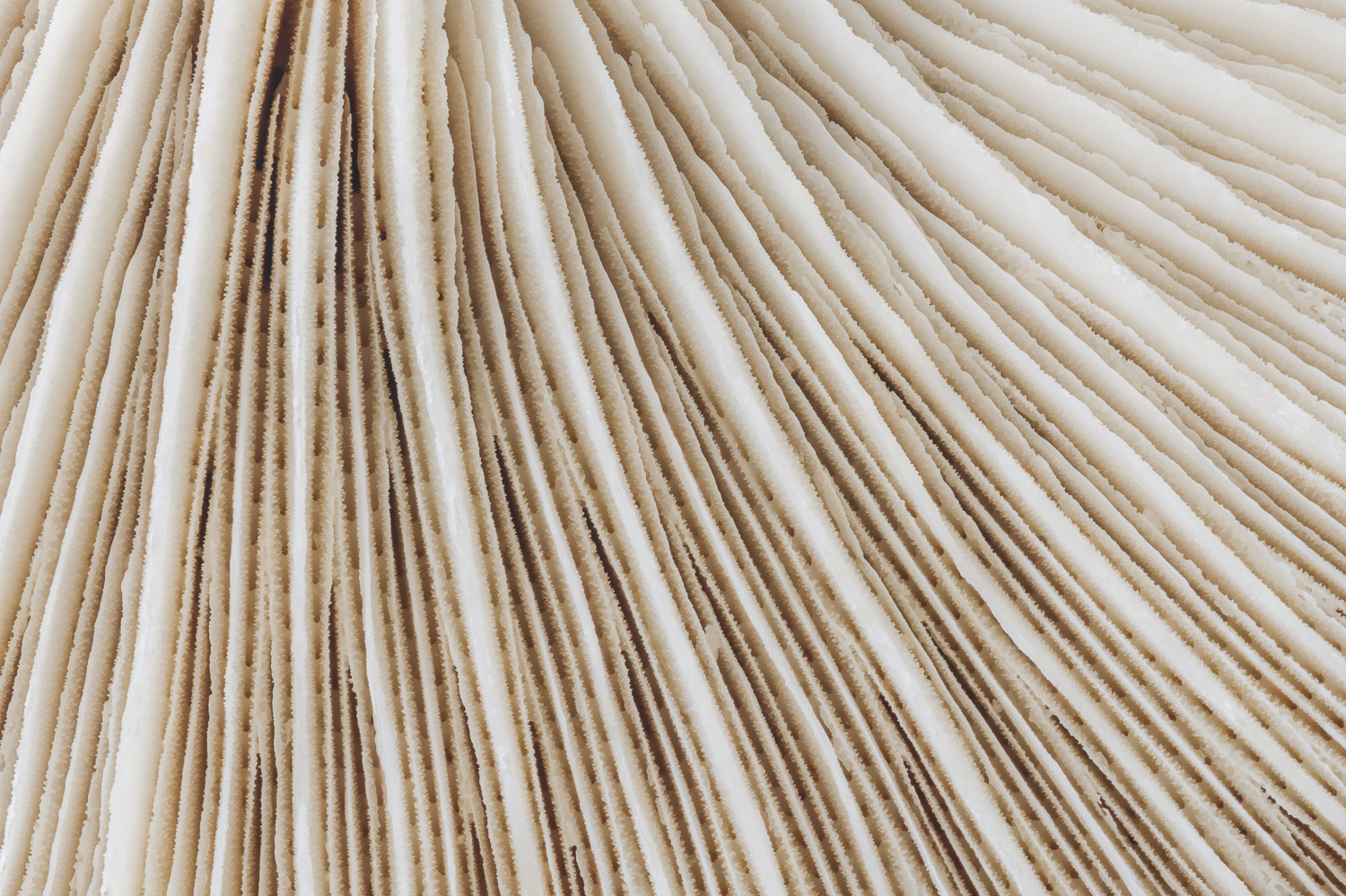 Macro photograph of the linear patterns in a Mushroom coral (Fungia repanda). Image #4270