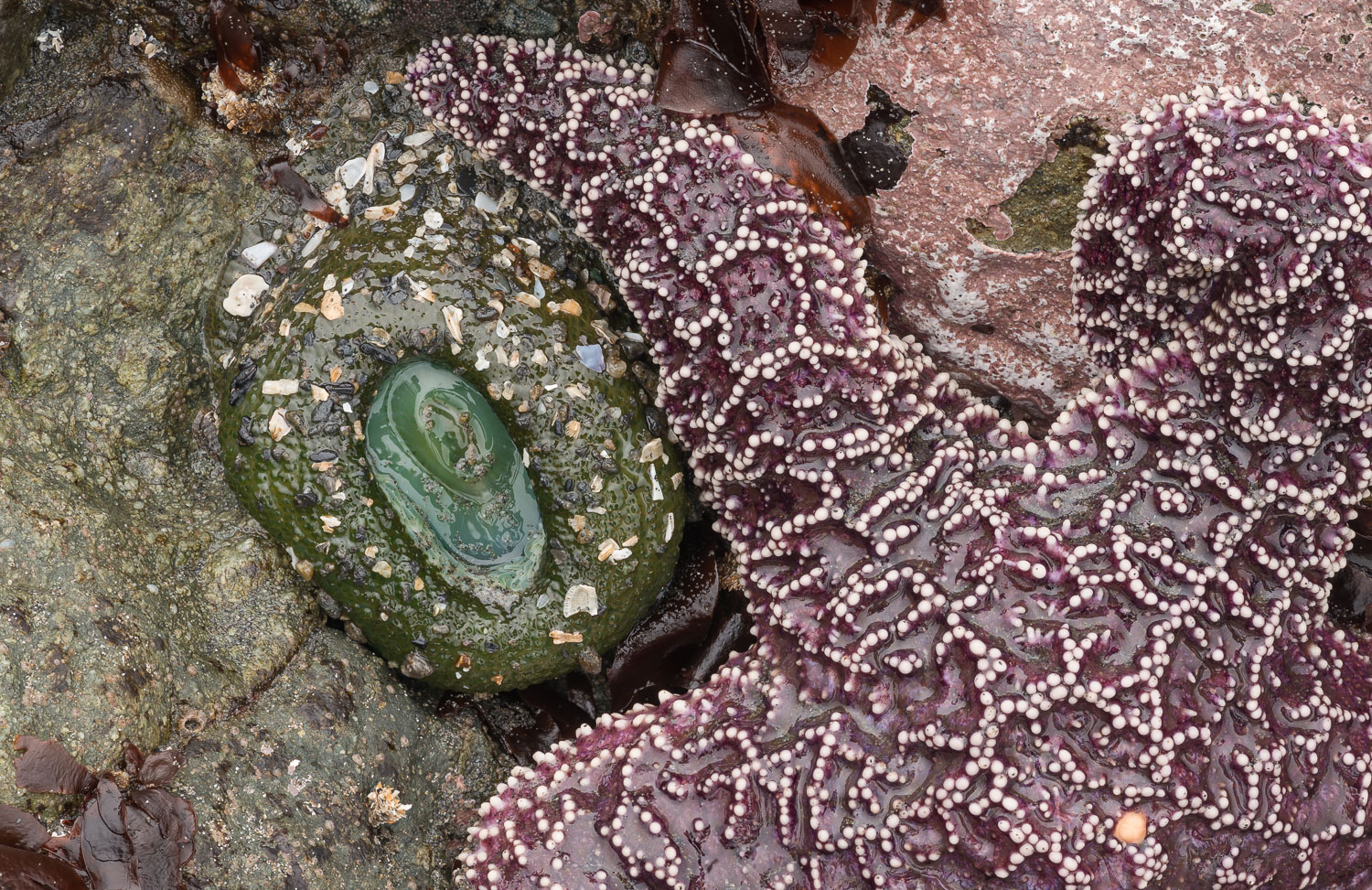 Low tide exposes an Ochre sea star with one tentacle partially surrounding a Giant Green anemone; Ruby Beach, Olympic National...