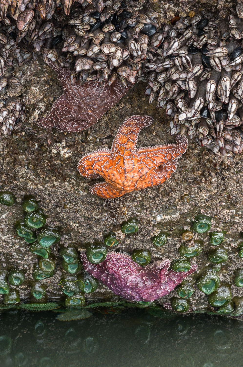 Low tide exposes a variety of sea life including sea stars, giant green anemones, and goose barnacles; Ruby Beach, Olympic National...