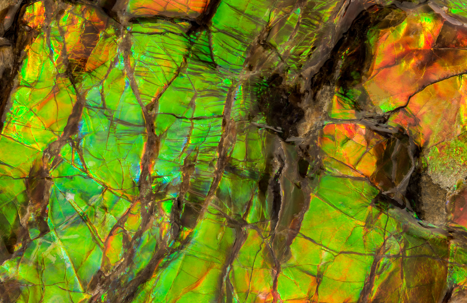 Macrophotograph showing the iridescent colors of ammolite (Placenticeras sp.).  Ammolite is composed of the fossilized shells...