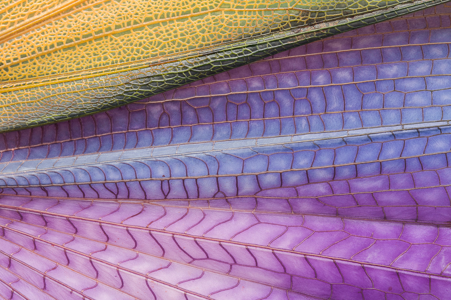 Closeup of 'Purple Winged hopper' grasshopper wings (Titanacris albipes); from French Guiana Image #4347