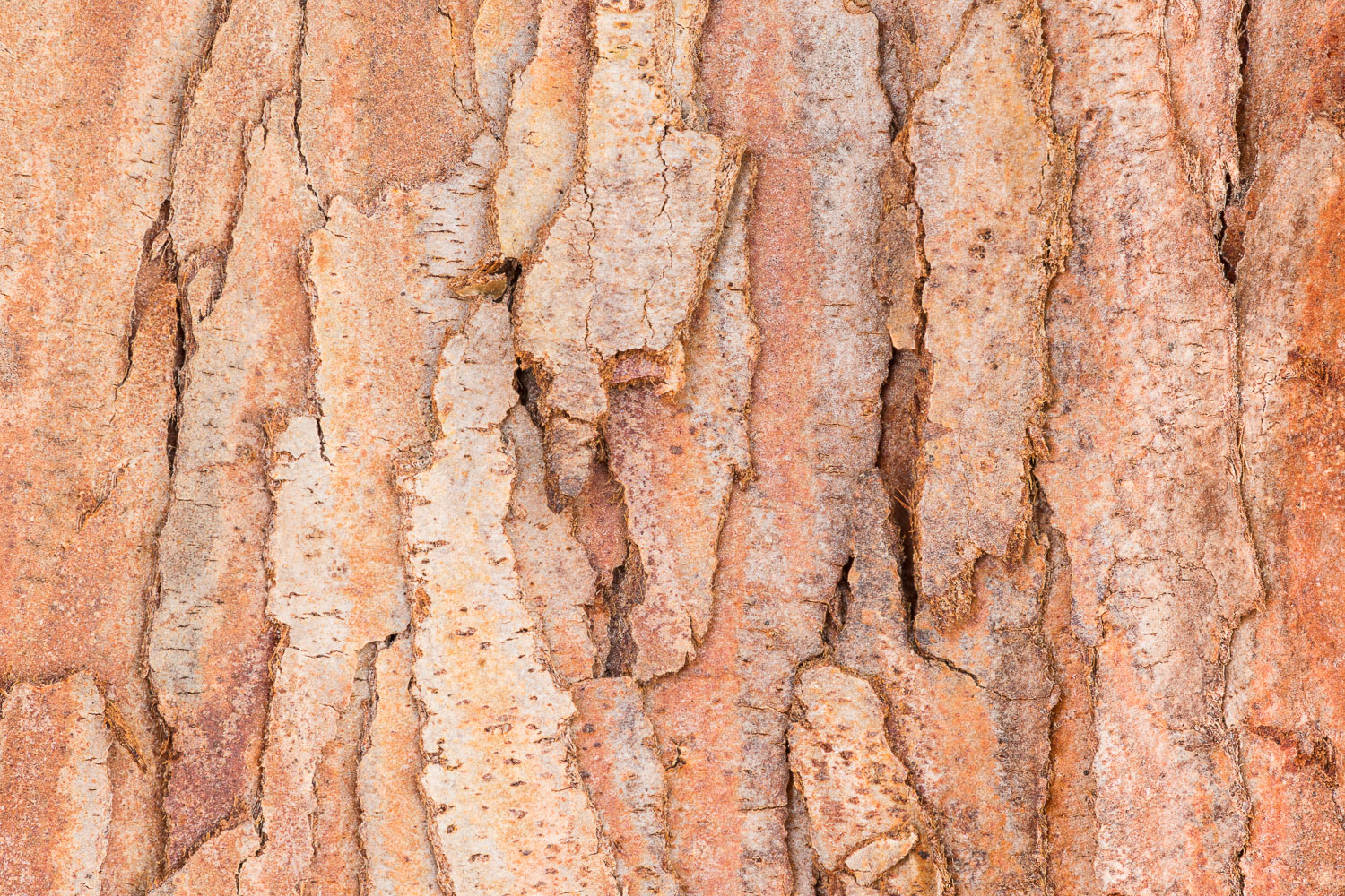 Close up of the bark of a Hinoki cypress tree (Chamaecyparis obtusa); native to Japan. Image #4436