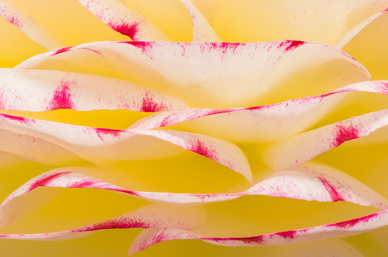 Close-up of the petals of a ranunculus flower in Spring. Image #4528